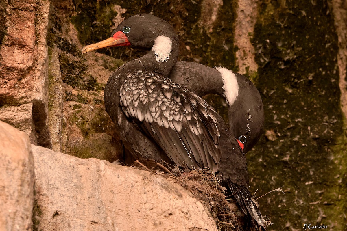 Red-legged Cormorant - Juan Carlos Carreño Rojas