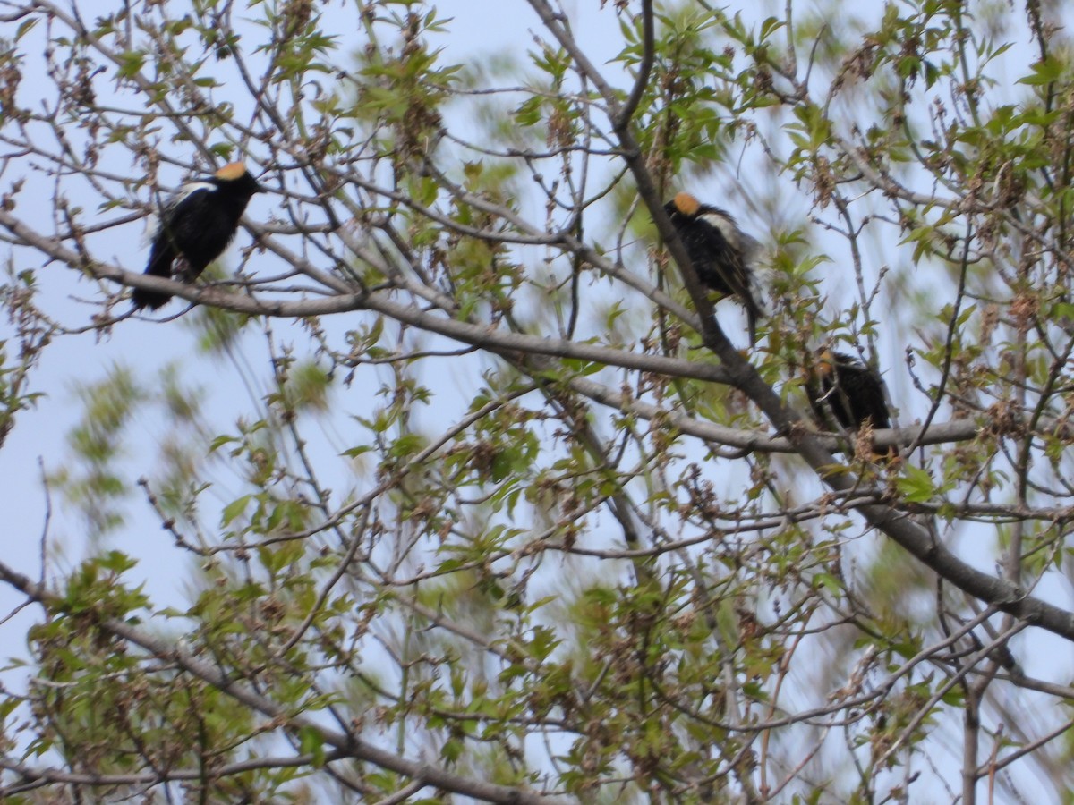 Bobolink - Chantal Côté