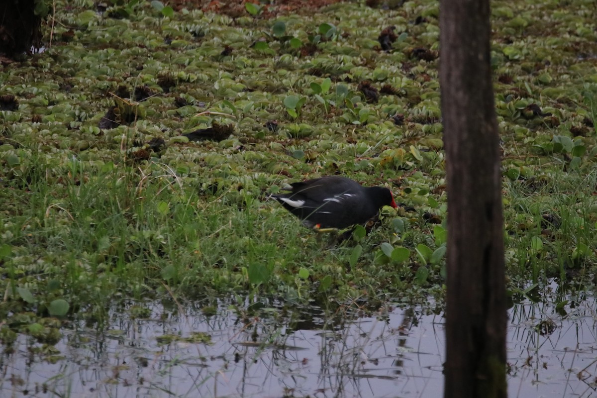 Common Gallinule - Haydee Cabassi