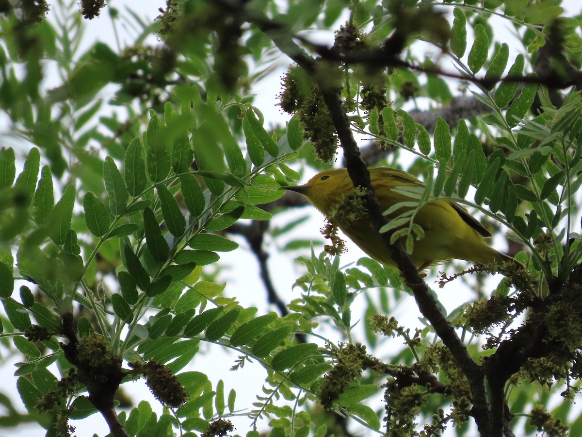 Yellow Warbler - Michelle Browning