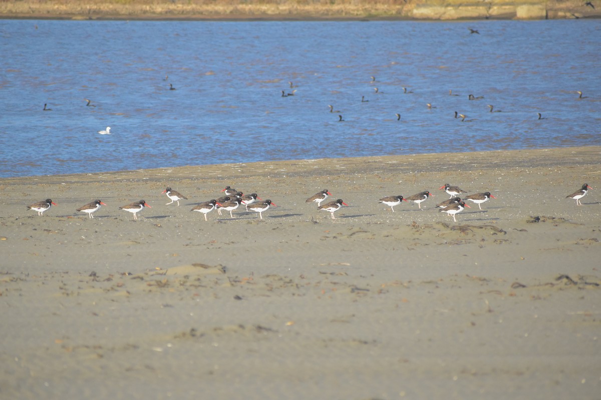 American Oystercatcher - Víctor Hugo Sarabia Sánchez