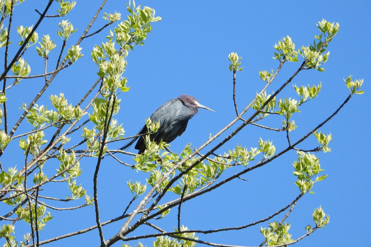 Little Blue Heron - Sierra Blazer