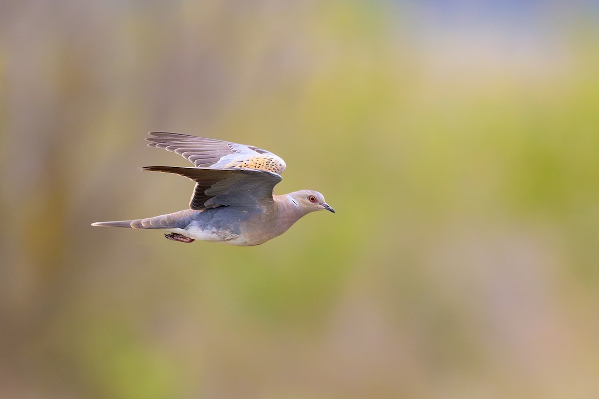 European Turtle-Dove - Sylvain Reyt