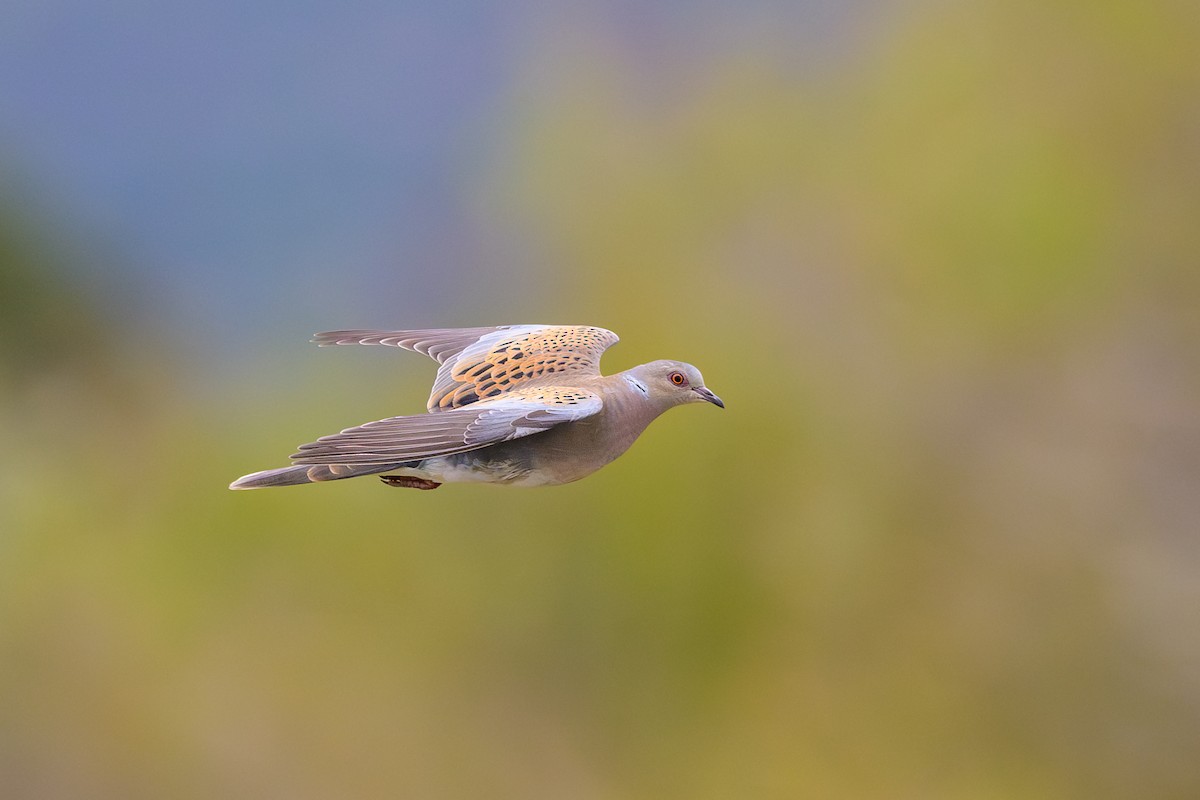 European Turtle-Dove - Sylvain Reyt