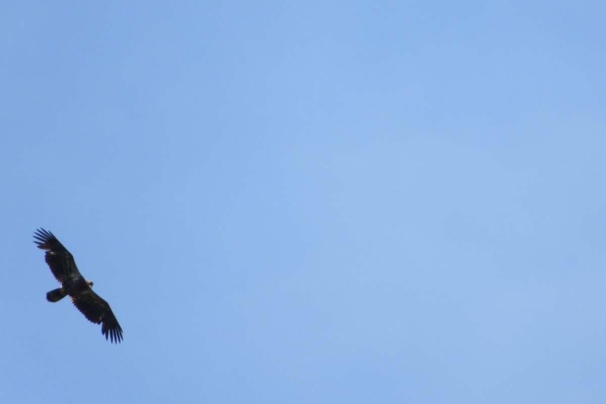 Bald Eagle - Sierra Blazer