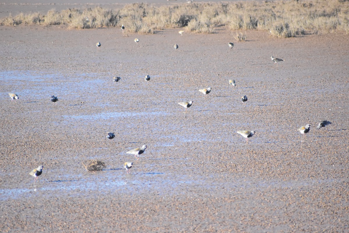 Southern Lapwing - Víctor Hugo Sarabia Sánchez