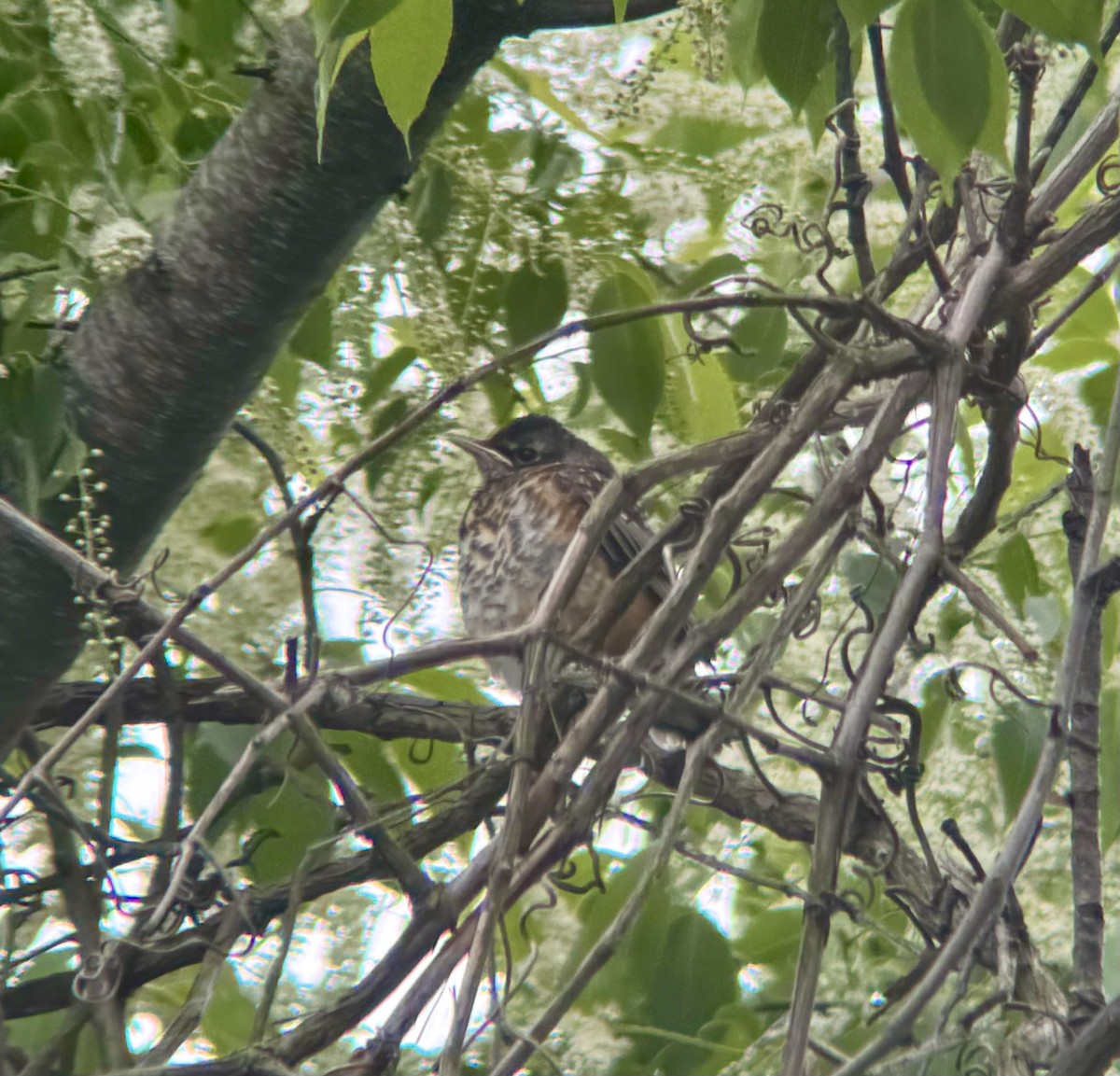 American Robin (migratorius Group) - ML618921384