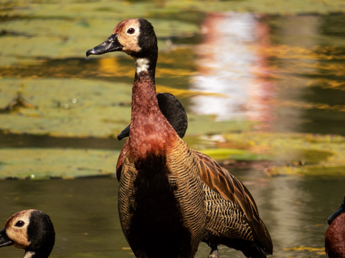 White-faced Whistling-Duck - Gabriel V Leite