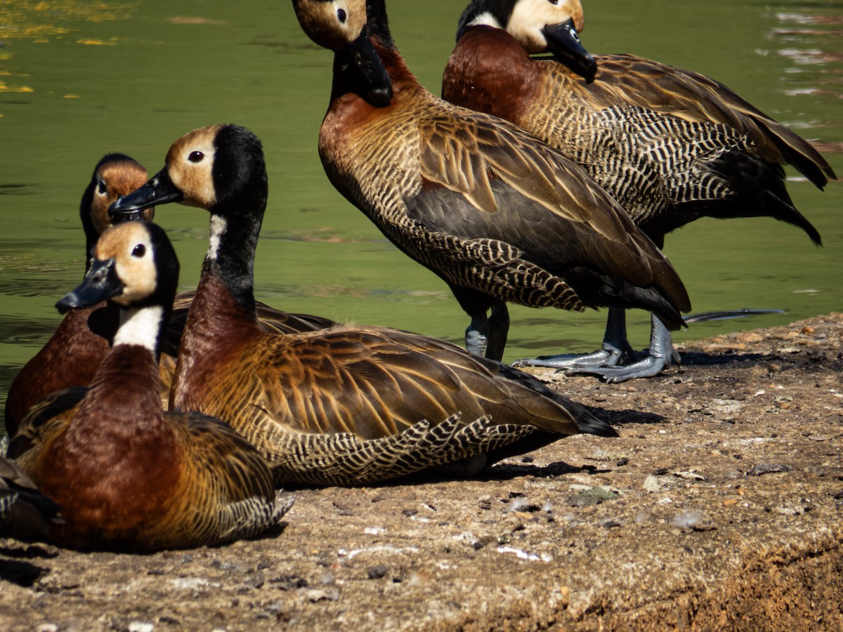 White-faced Whistling-Duck - Gabriel V Leite