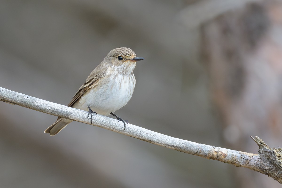 Spotted Flycatcher - Sylvain Reyt