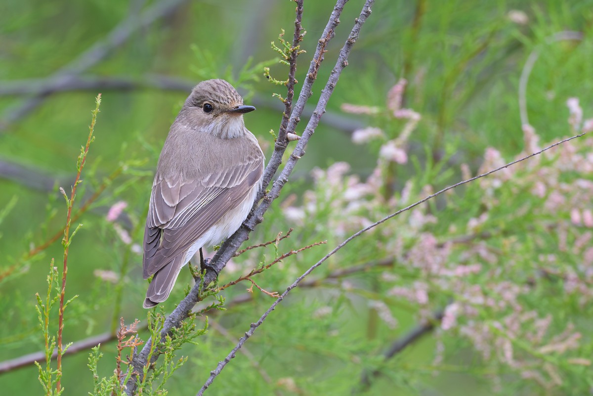 Spotted Flycatcher - ML618921407