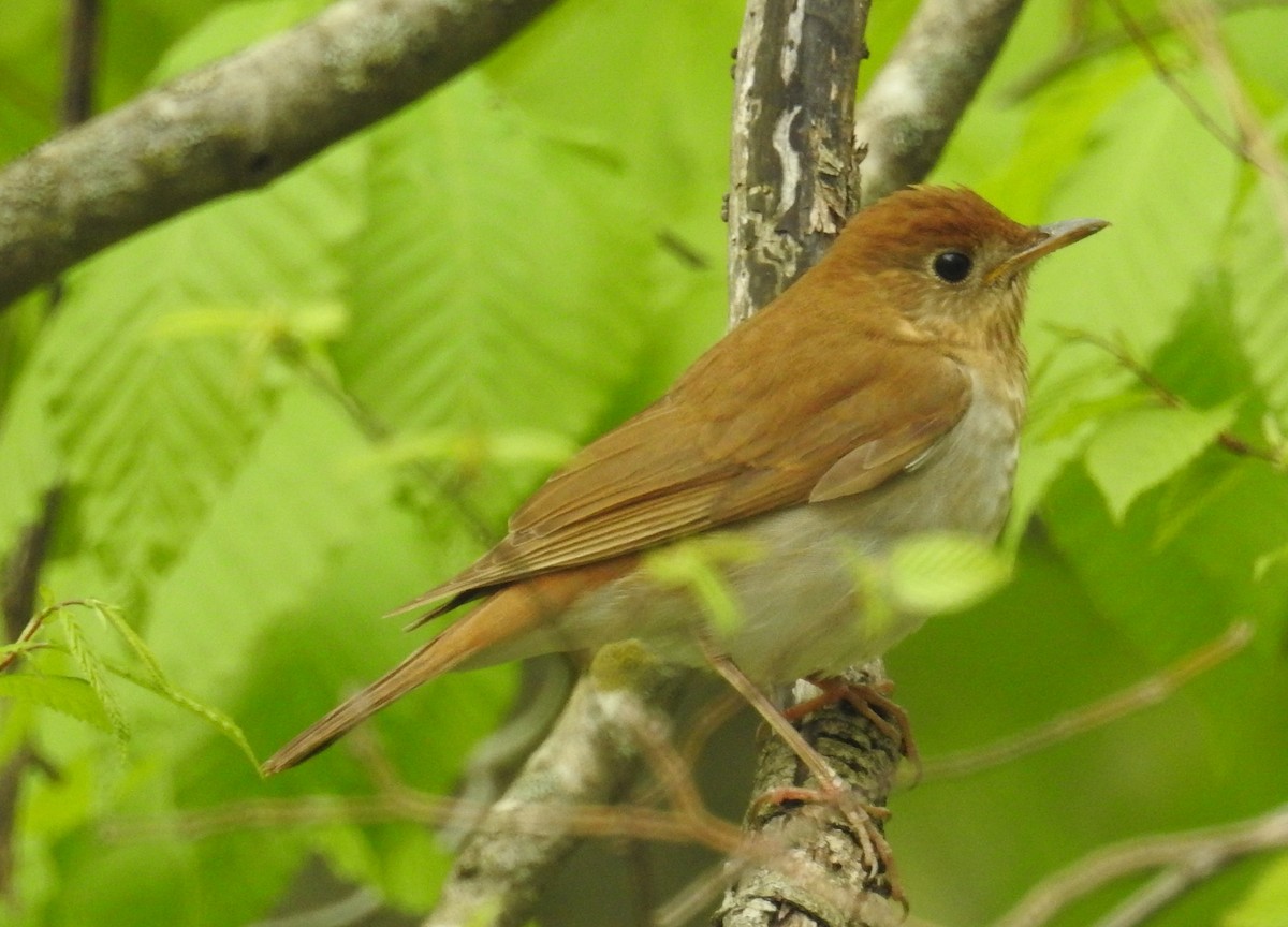 Veery - Finn Etter