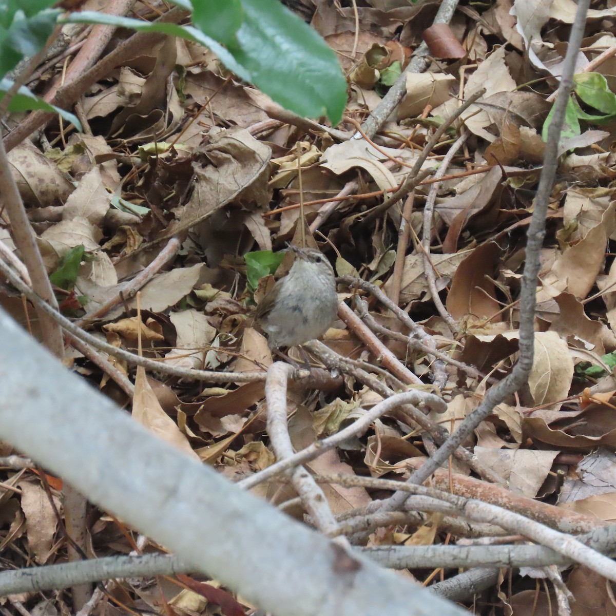 Bewick's Wren - Brian Nothhelfer