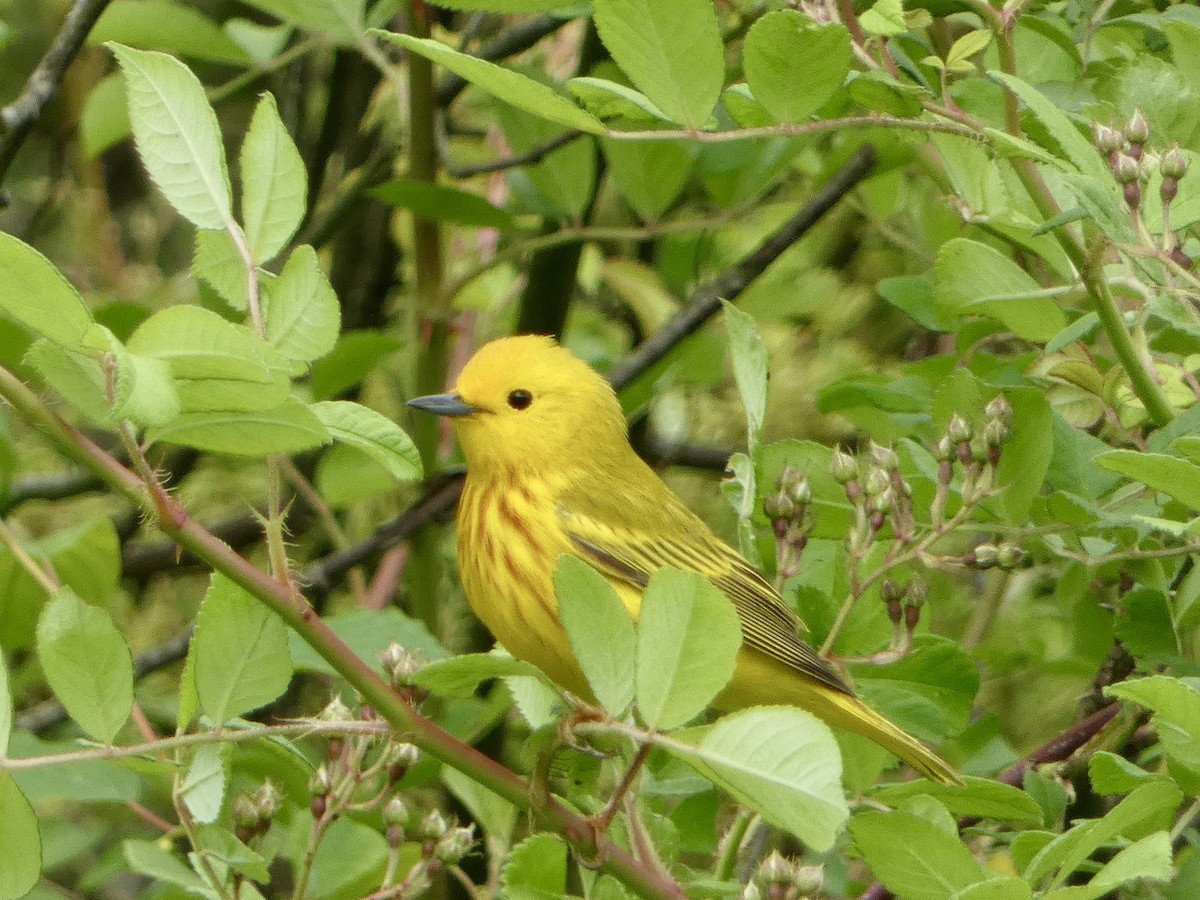 Yellow Warbler (Northern) - Trip Bondi