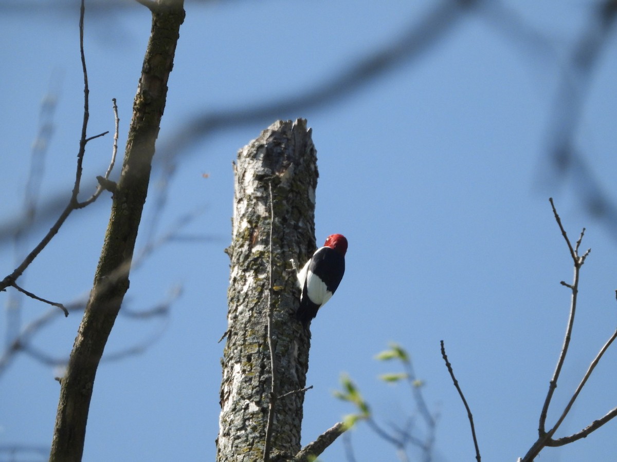 Red-headed Woodpecker - ML618921425