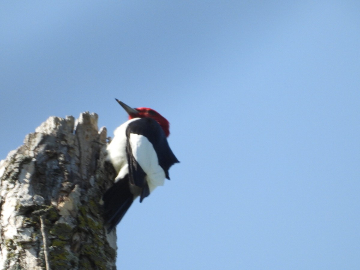 Red-headed Woodpecker - ML618921426