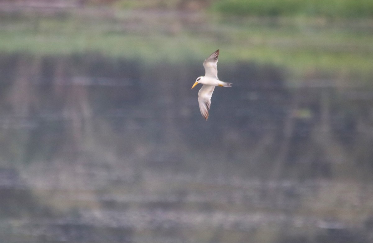 Large-billed Tern - Haydee Cabassi