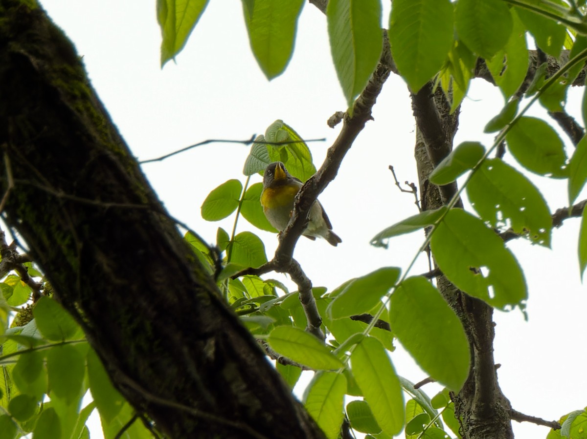 Northern Parula - Ankur Dave