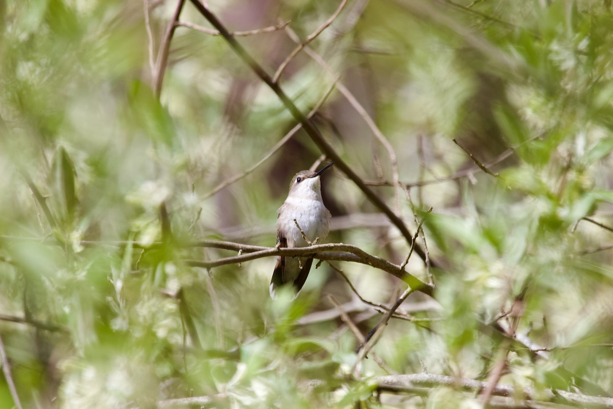 Ruby-throated Hummingbird - ML618921445