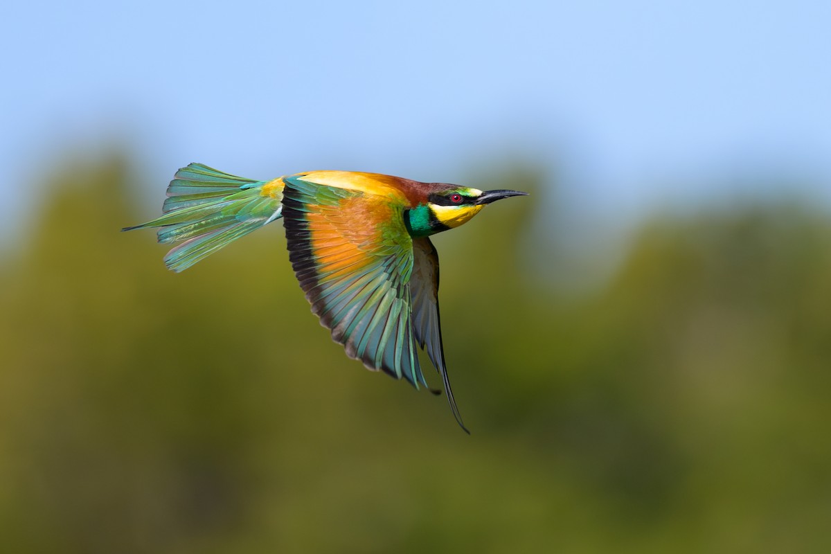 European Bee-eater - Sylvain Reyt