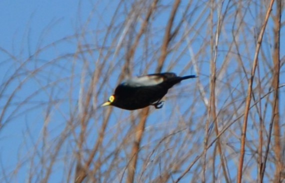 Spectacled Tyrant - Sabrina Rendon