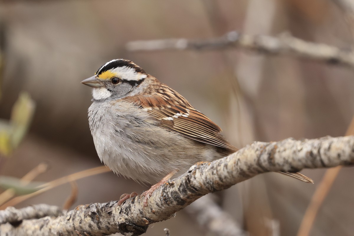 White-throated Sparrow - Jeff O’Neil