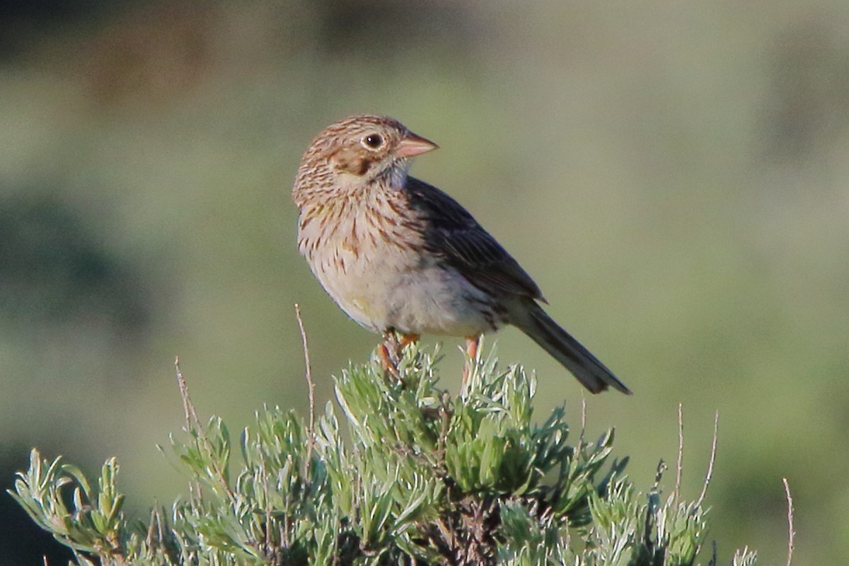 Vesper Sparrow - Breck Breckenridge