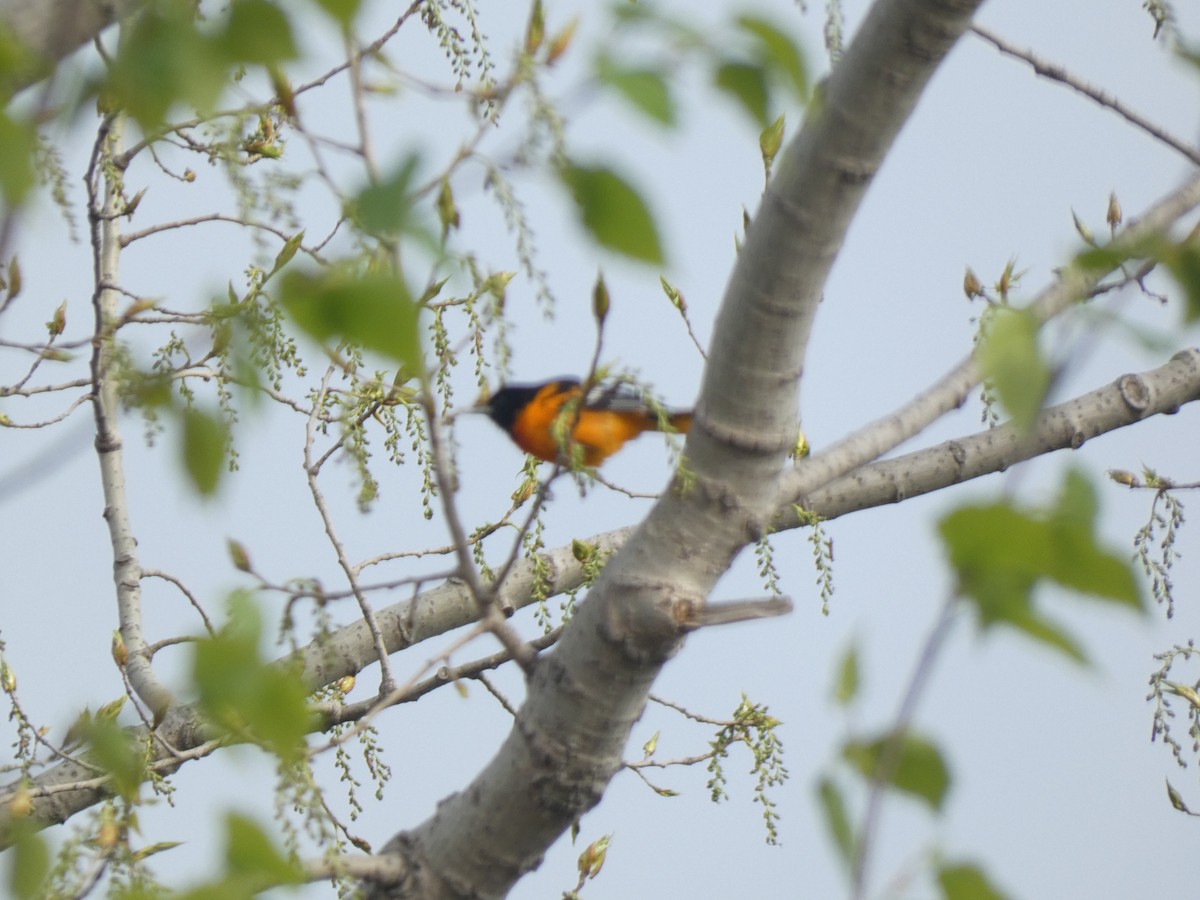 Baltimore Oriole - ML618921501