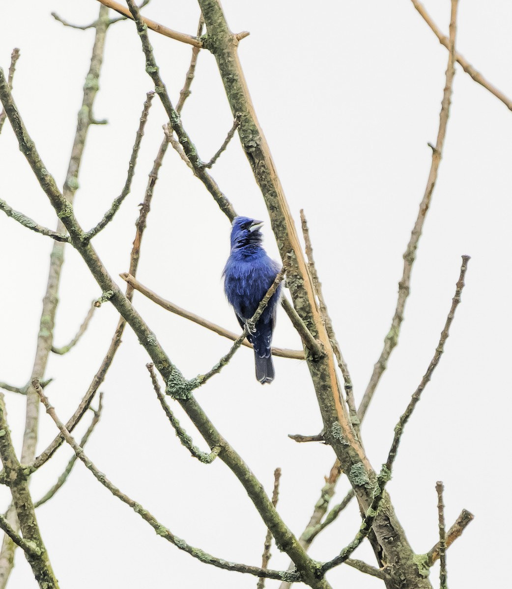 Blue Grosbeak - ML618921520