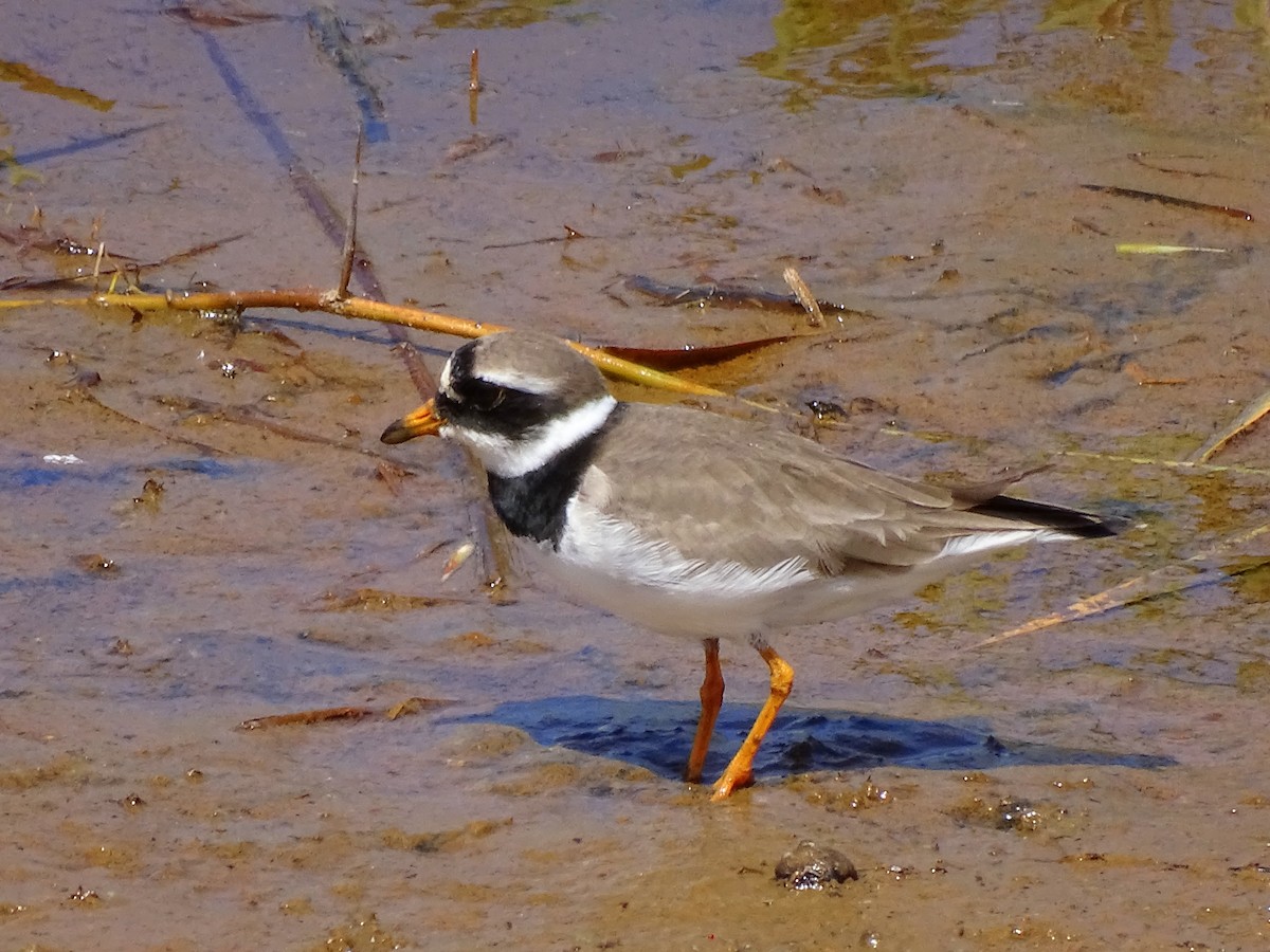 Common Ringed Plover - ML618921529