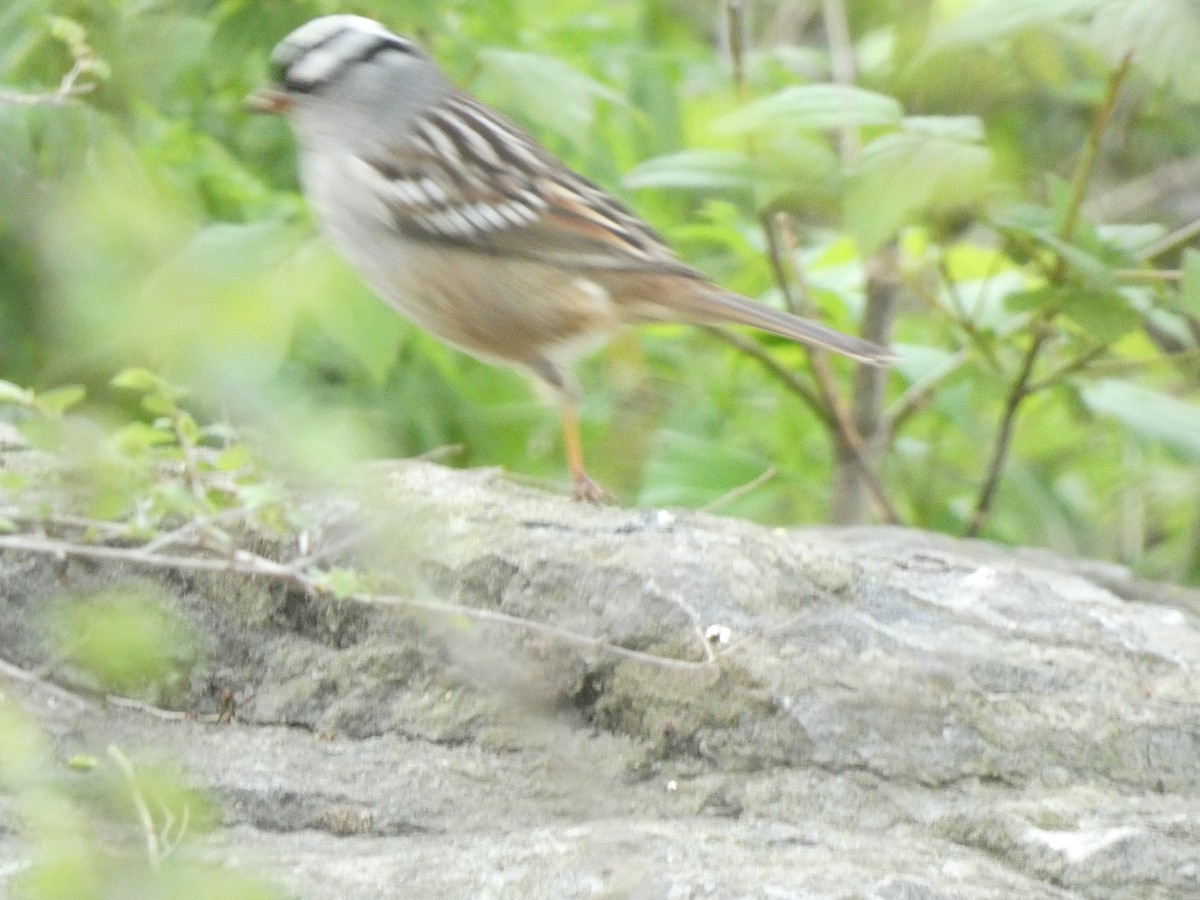 White-crowned Sparrow - ML618921533