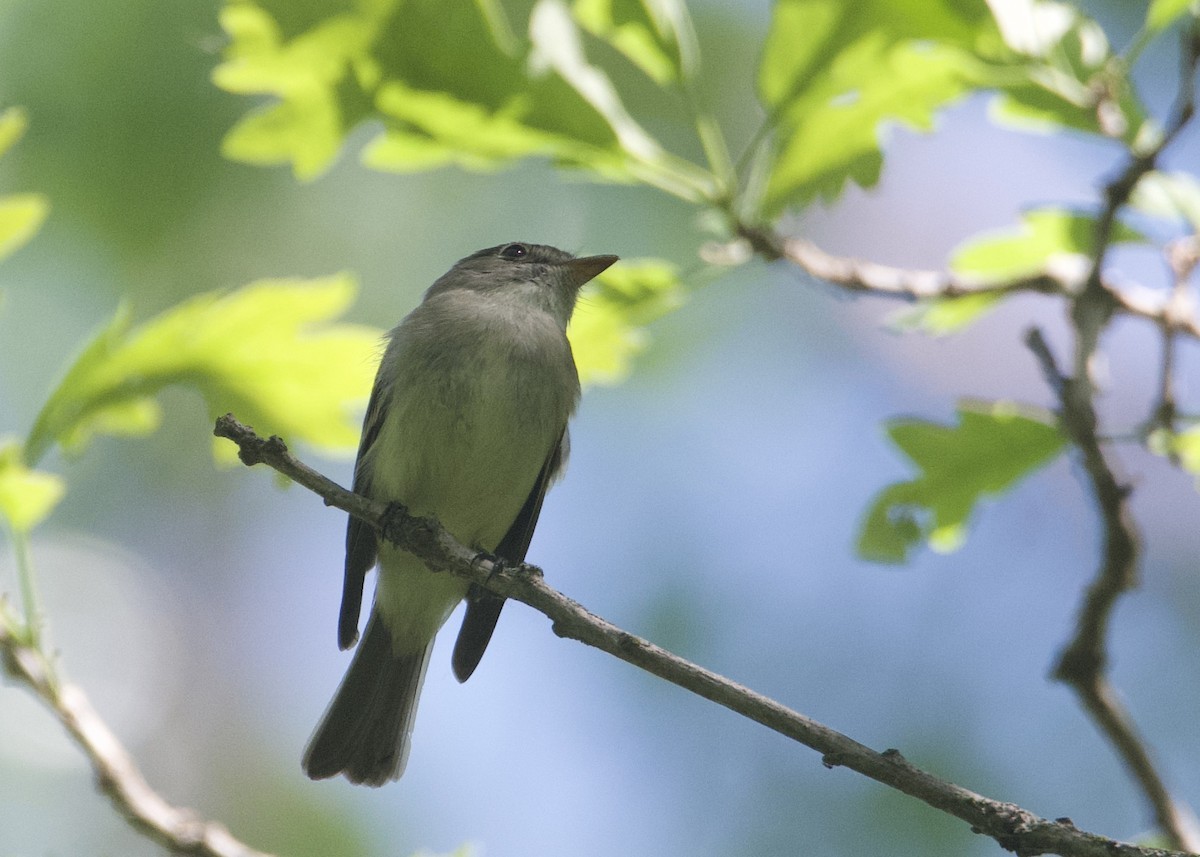 Least Flycatcher - Kanayo Rolle