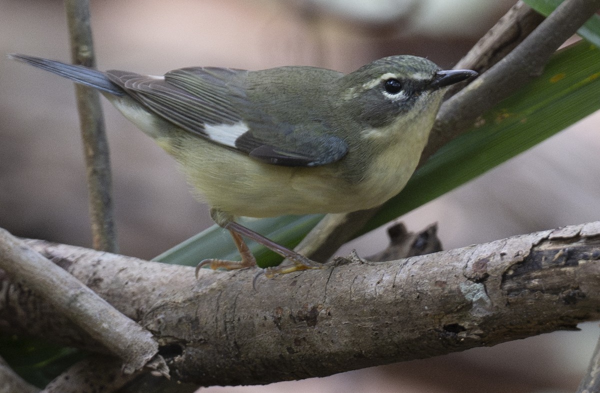 Black-throated Blue Warbler - Lawrence Gladsden