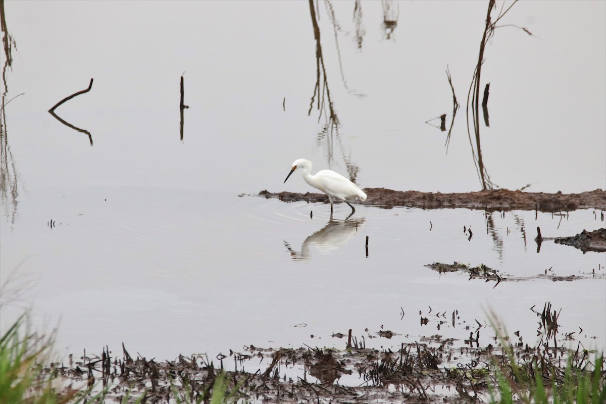 Snowy Egret - Haydee Cabassi