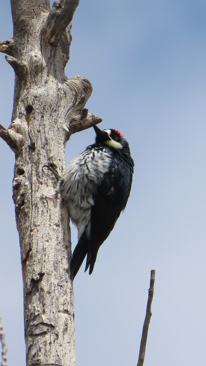 Acorn Woodpecker - Merri R