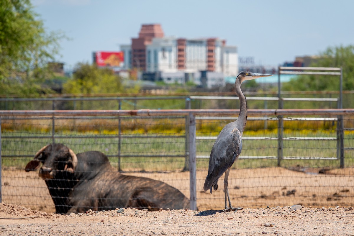 Great Blue Heron - Leslie Morgan