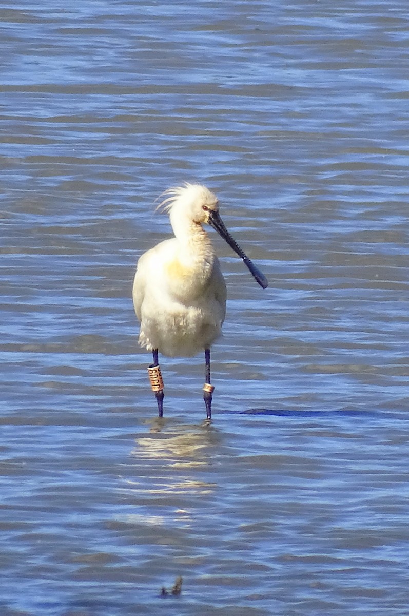 Eurasian Spoonbill - ML618921585