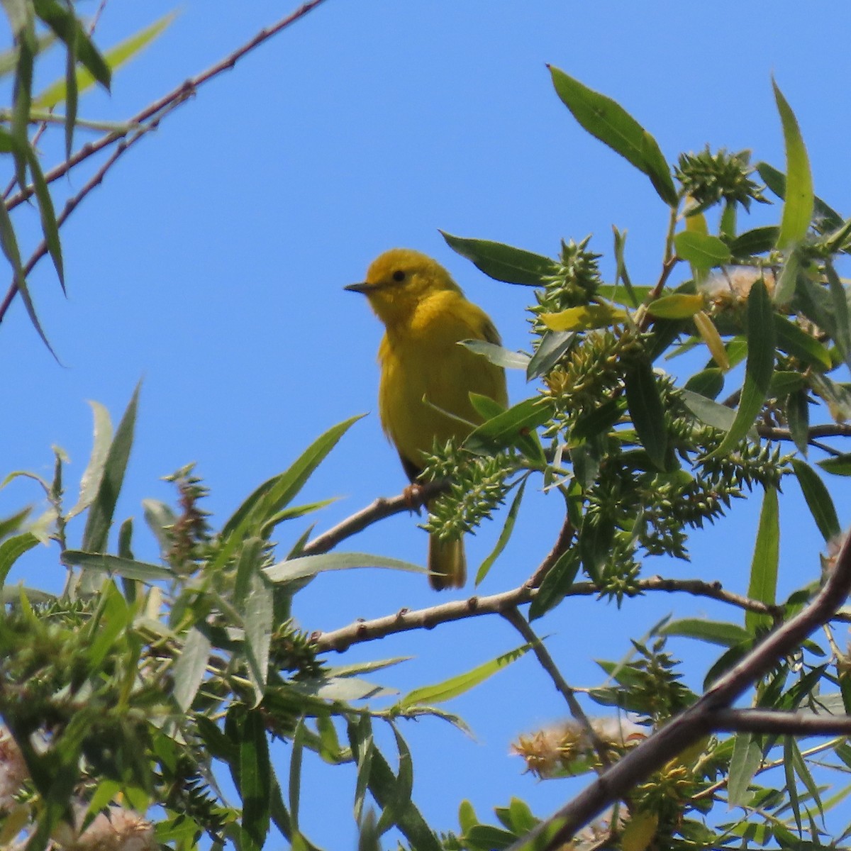 Wilson's Warbler - ML618921606