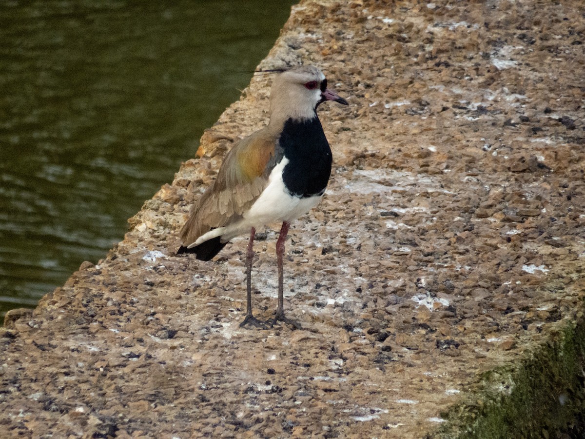 Southern Lapwing - Gabriel V Leite