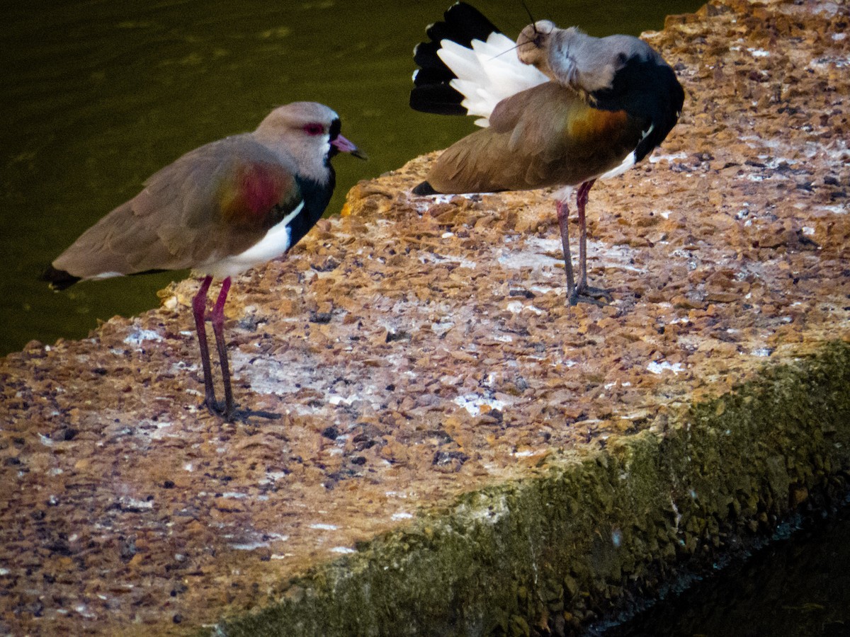 Southern Lapwing - Gabriel V Leite