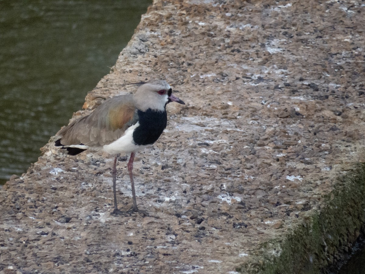 Southern Lapwing - Gabriel V Leite