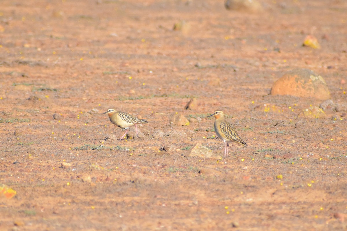 Tawny-throated Dotterel - ML618921648