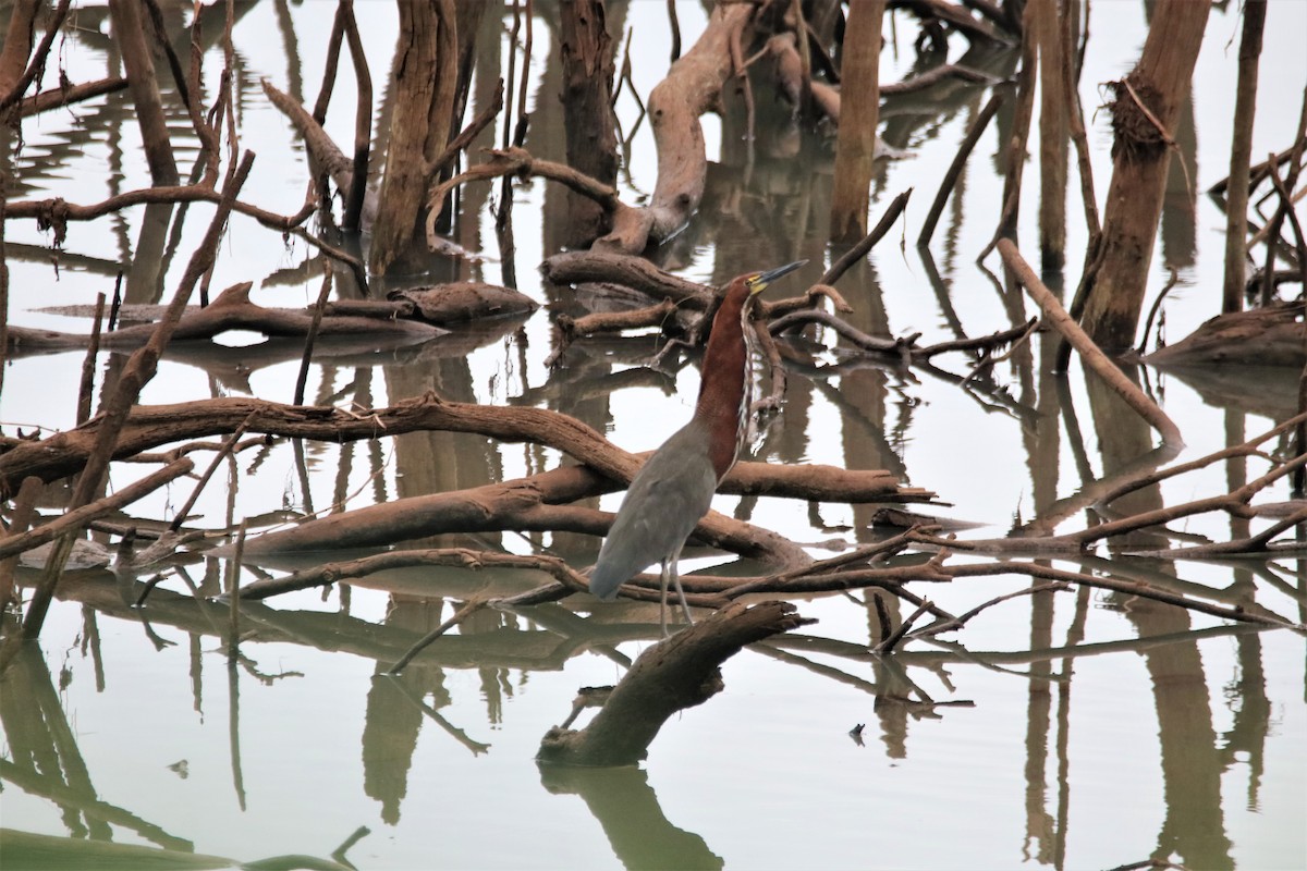 Rufescent Tiger-Heron - Haydee Cabassi