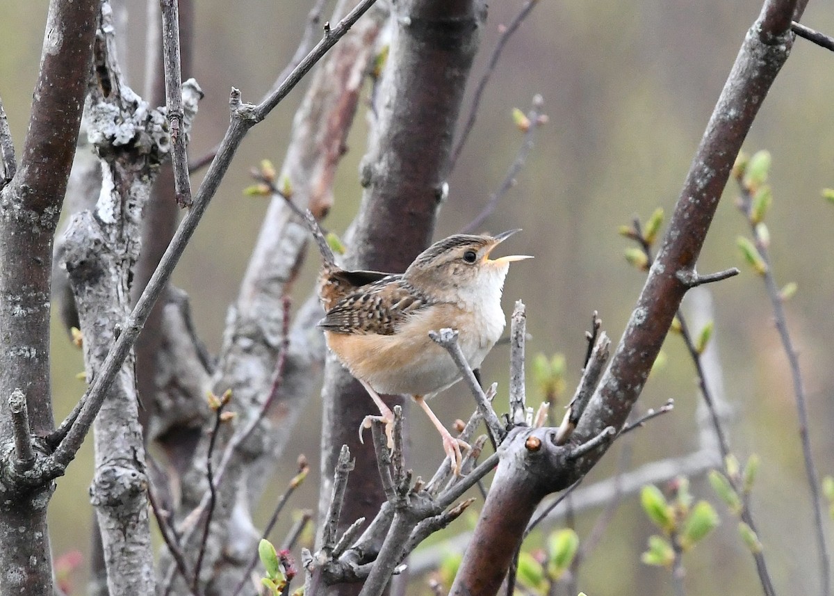 Sedge Wren - Gary Chapin