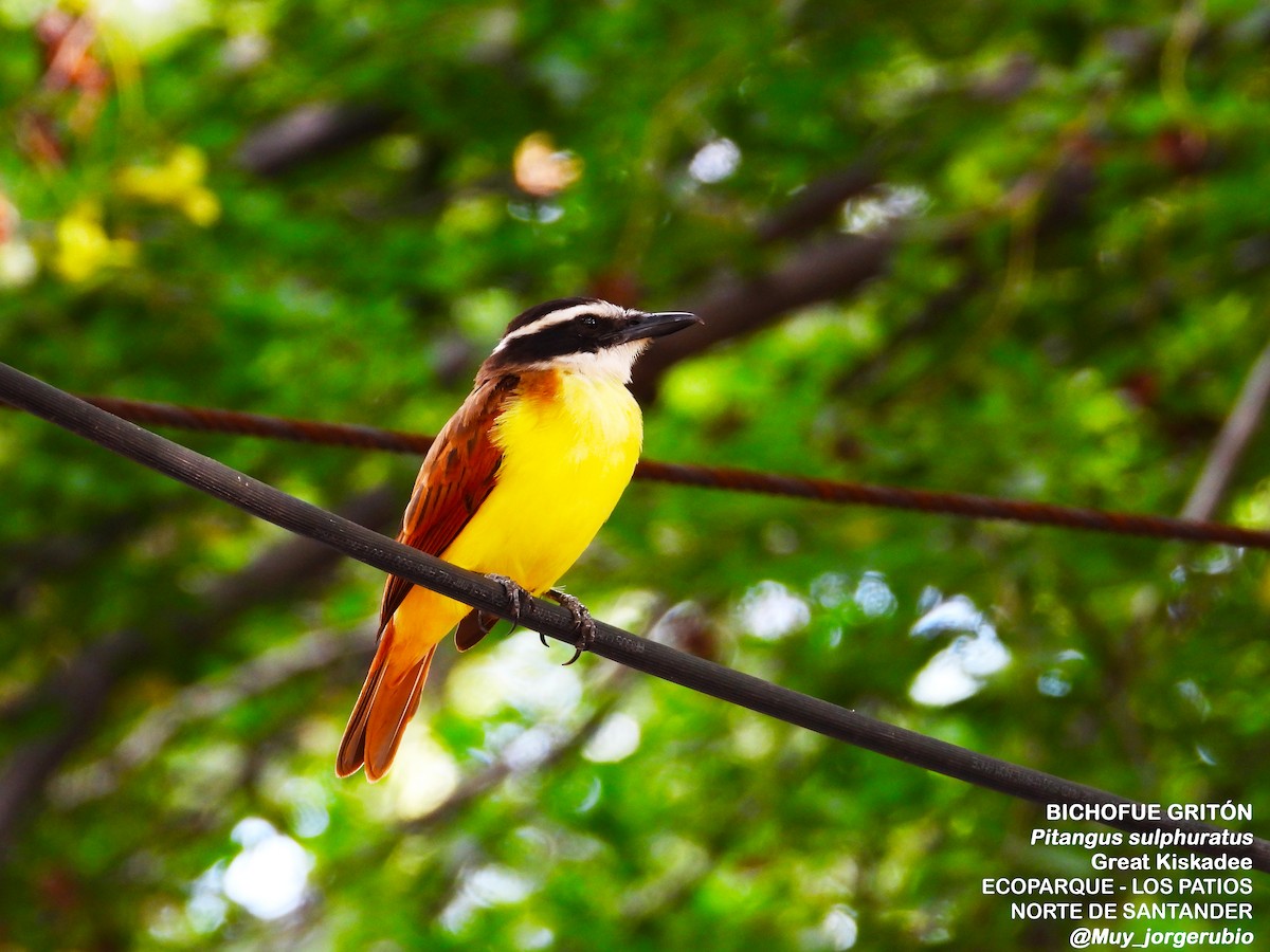 Great Kiskadee - ML618921671