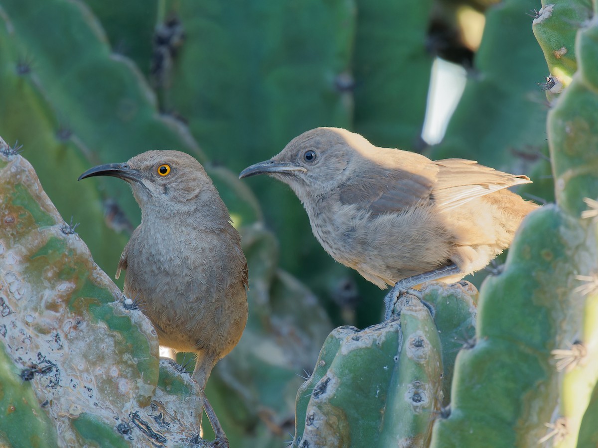 Curve-billed Thrasher - Pierre Deviche