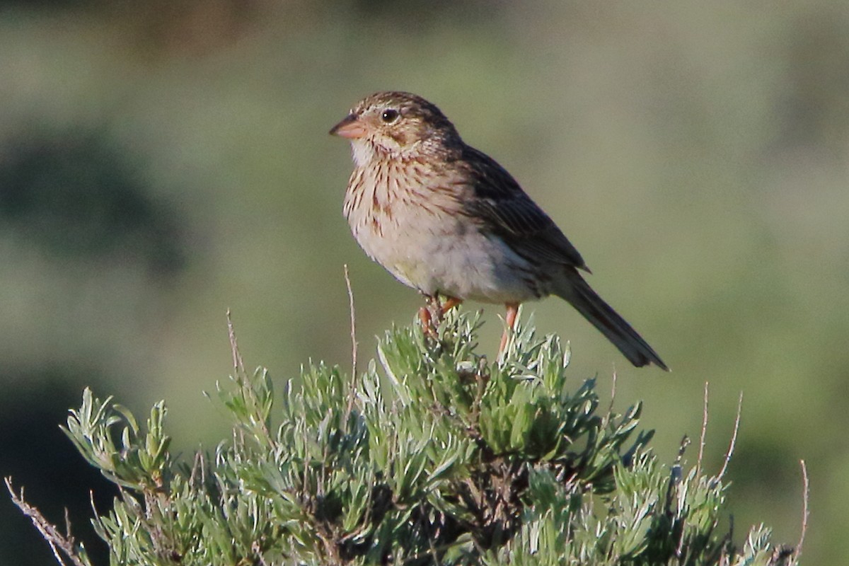 Vesper Sparrow - Breck Breckenridge