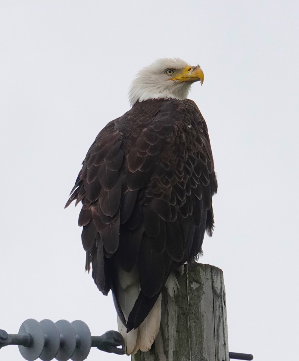 Bald Eagle - Brian Lineaweaver