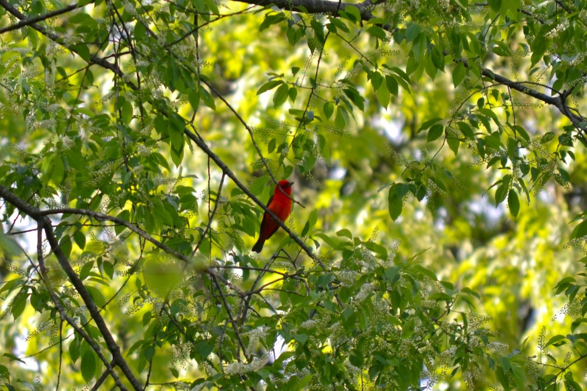Scarlet Tanager - ML618921690