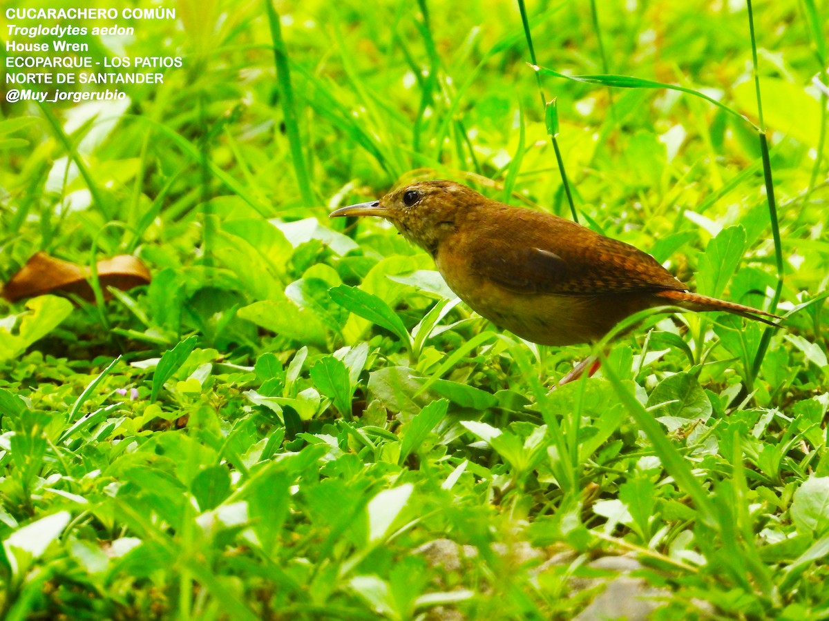 House Wren - ML618921692